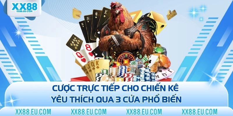 Cược trực tiếp cho chiến kê yêu thích qua 3 cửa phổ biến