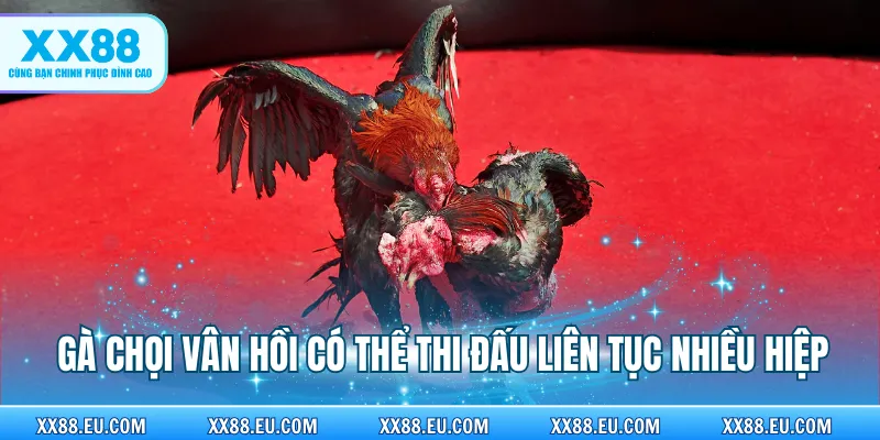 Gà chọi Vân Hồ có thể thi đấu liên tục nhiều hiệp